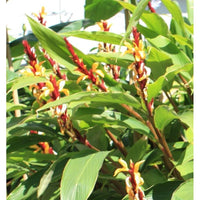 Graines de Cautleya Spicata, Gingembre de l'Himalaya