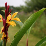 Graines de Cautleya Spicata, Gingembre de l'Himalaya