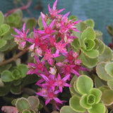 30 Graines Sedum Spurium Coccineum