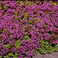 30 Graines Sedum Spurium Coccineum