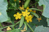 30 Graines de Cornichon Fin de Meaux, Cucumis Sativus