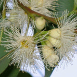 Graines Eucalyptus Robusta, Gommier robuste