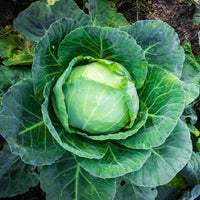 50 Graines de Chou Cabus Glory of Enkhuizen, Brassica Oleracea