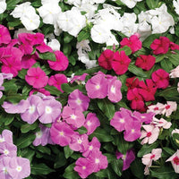 10 Graines de Pervenche de Madagascar, Catharanthus roseus mix