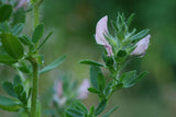 50 Graines de Ononis Spinosa, Bugrane épineuse