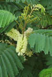 Graines Albizia lophanta, Acacia du Cap