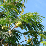 Graines Albizia lophanta, Acacia du Cap