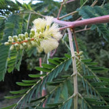 Graines Albizia lophanta, Acacia du Cap