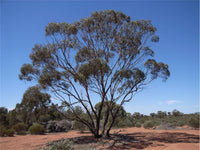 Graines Eucalyptus Polybractea, Eucalyptus à cryptone