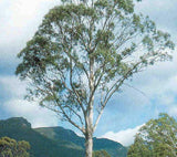 Graines Eucalyptus Nitida