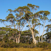 Graines Eucalyptus Nitida