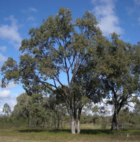 Graines Eucalyptus Populnea, Peuplier box