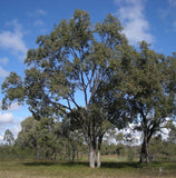 Graines Eucalyptus Populnea, Peuplier box