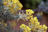 Graines adenocarpus decorticans, Genêt argenté