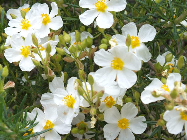 Graines de Cistus clusii, Ciste à feuilles de Romarin