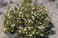 Graines de Cistus clusii, Ciste à feuilles de Romarin