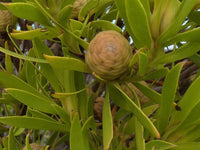 Graines de Leucadendron coniferum