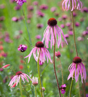 20 Graines de Echinacea Pallida, Echinacée Pâle