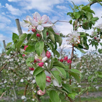 Graines de Malus Communis, Pommier Franc, Malus Sylvestris