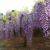 Graines Wisteria Floribunda, Glycine du Japon