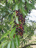 Graines de Cerisier Noir Prunus Serotina Black Cherry