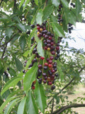 Graines de Cerisier Noir Prunus Serotina Black Cherry