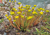 30 Graines Sedum montanum, Orpin des montagnes