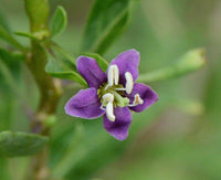 Graines de Baie de Goji, Lycium barbarum, Lyciet commun, Lyciet de Barbarie