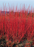 Graines Cornus alba sibirica, Cornouiller blanc de Sibérie