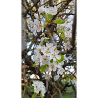 Graines Poirier commun, Pyrus communis var. kirchensaller