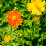 10 Graines de Cosmos "Sunny", Cosmos Bipinnatus