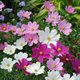 10 Graines de Cosmos Fleurs Mix, Cosmos Bipinnatus