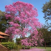 Graines Tabebuia Rosea "Pink