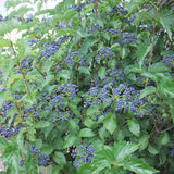 Graines de Viburnum Dentatum, Viorne dentée