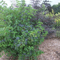 Graines de Viburnum Dentatum, Viorne dentée