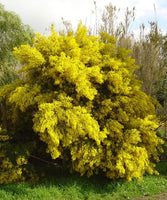 Graines Acacia cardiophylla, Mimosa de Wyalong