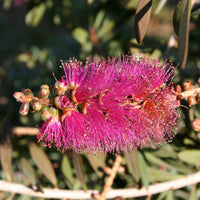 Graines Callistemon violaceus, Rince-bouteille violet