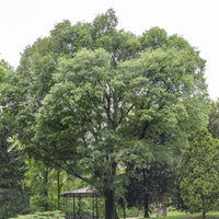 5 Graines de Micocoulier de Provence, Micocoulier du Midi, Celtis australis