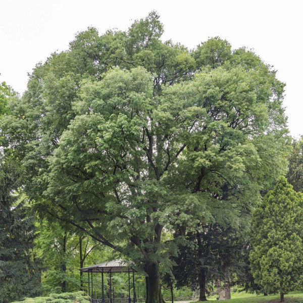 3 Graines de Micocoulier de Provence, Micocoulier du Midi, Celtis australis