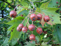 3 Graines de Sorbus torminalis, Alisier torminal, Alisier des bois, Sorbier torminal