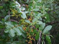 7 Graines de Pistachier térébinthe, Térébinthe, Pistacia terebinthus