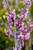 Graines de Gainier du Canada, Gainier Rouge, Cercis canadensis