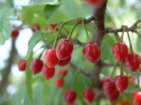 Graines de Prunus cerasoides, Cerisier Sauvage de l'Himalaya, Griotte