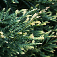 3 Graines de Séquoia à feuilles d'if, Séquoia toujours vert, Séquoia sempervirent, Sequoia sempervirens