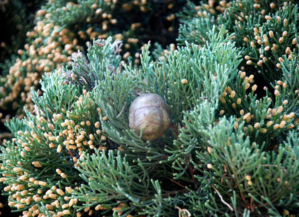 50 Graines Cupressus sempervirens, Cyprès Commun, Cyprès Sempervirent, Cyprès toujours vert, Cyprès d'Italie, Cyprès de Provence