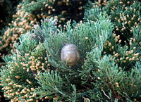 10 Graines Cupressus sempervirens, Cyprès Commun, Cyprès Sempervirent, Cyprès toujours vert, Cyprès d'Italie, Cyprès de Provence