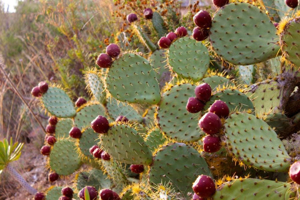 20 Graines de Figuier de Barbarie, Opuntia ficus-indica