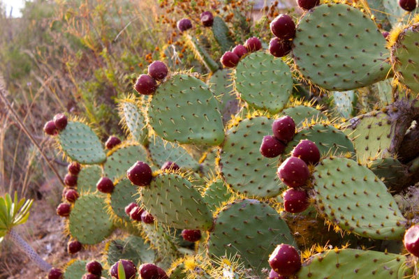 3 Graines de Figuier de Barbarie, Opuntia ficus-indica