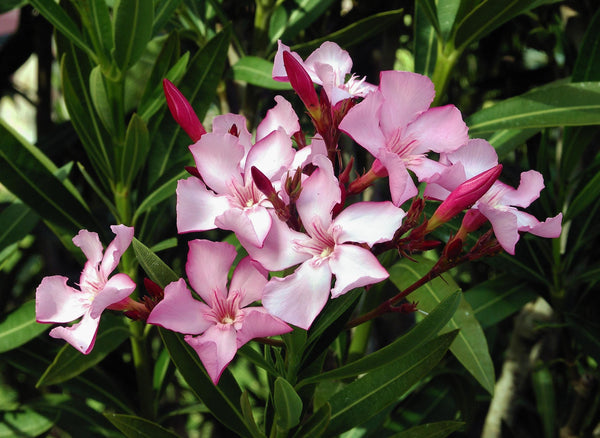 7 Graines de Laurier rose, Nerium oleander