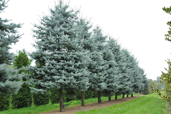 30 Graines Épicéa bleu, Picea Pungens, épinette bleue, épicéa bleu du Colorado, Sapin Bleu